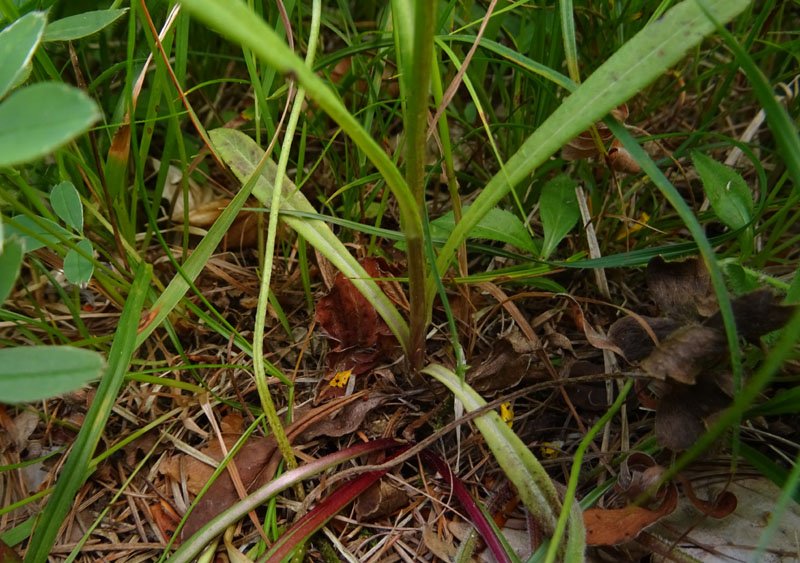 Campanula persicifolia - Campanulaceae